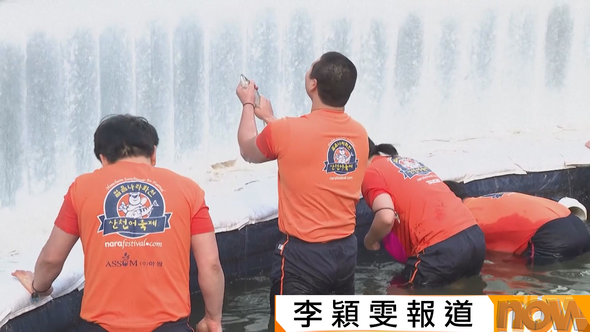 南韓華川山鱒魚節　民眾嚴寒下跳入冰水體驗徒手捉魚