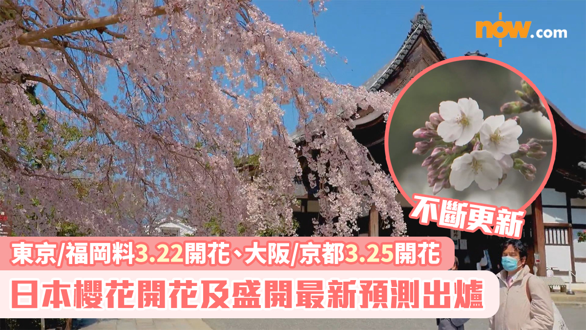 日本櫻花2026｜櫻花開花及盛開最新預測出爐　東京/福岡料3.22開花、大阪/京都3.25開花　不斷更新