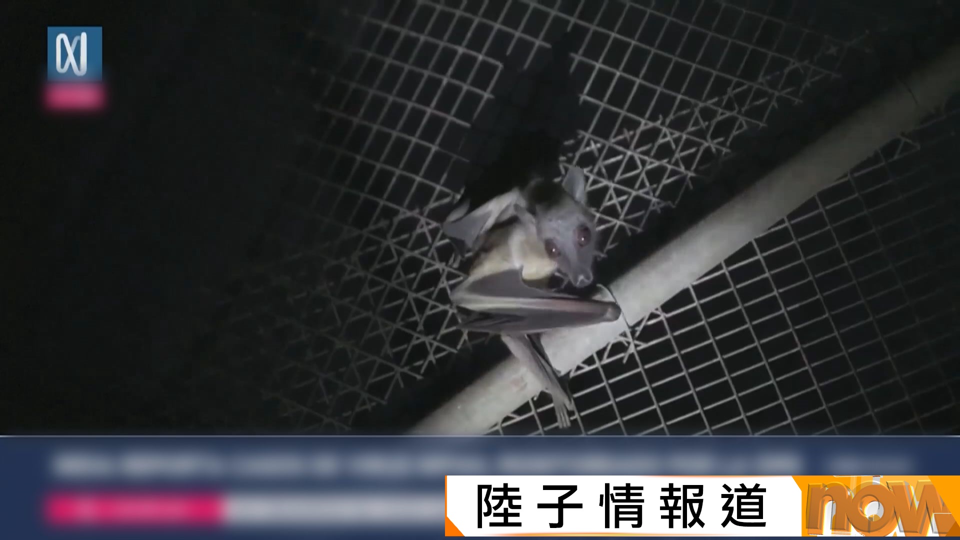 印度現尼帕病毒疫情　致死率可達75%　本港未錄個案正加強篩查