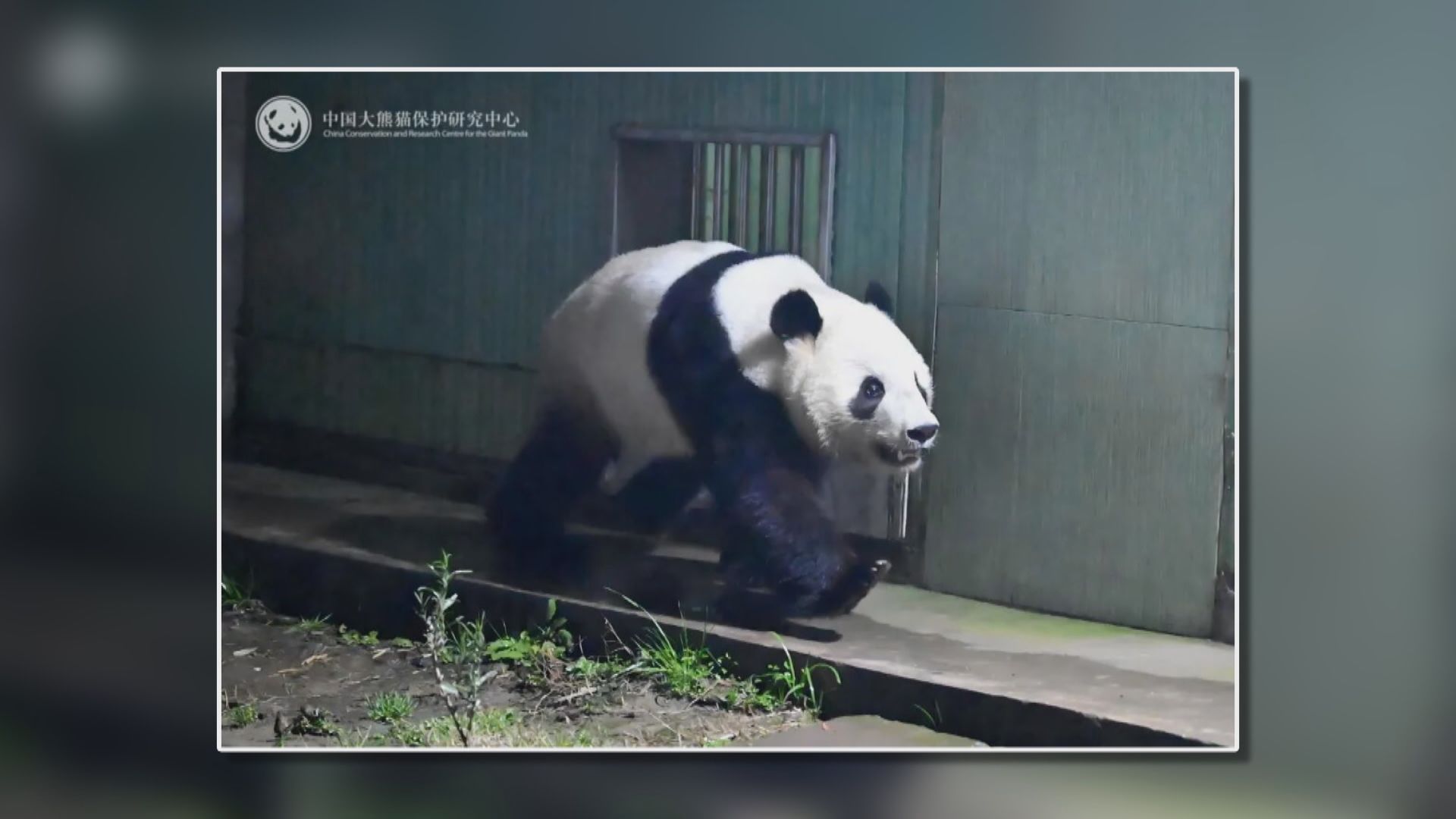旅日大熊貓「曉曉」和「蕾蕾」運抵四川　入住雅安大熊貓基地隔離檢疫