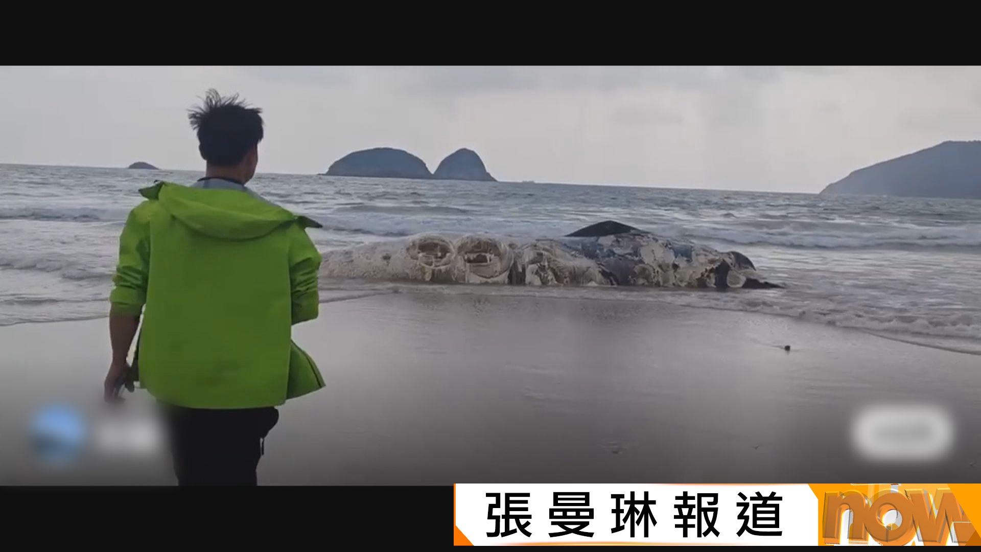 西貢鹹田灣發現鯨魚屍體　死因仍有待調查