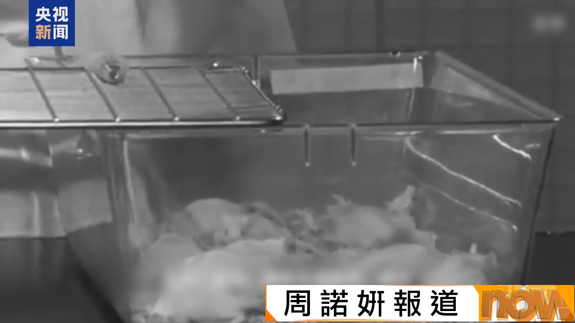 內地公開731部隊鼠疫班成員口述證言　披露量產鼠疫細菌武器過程細節