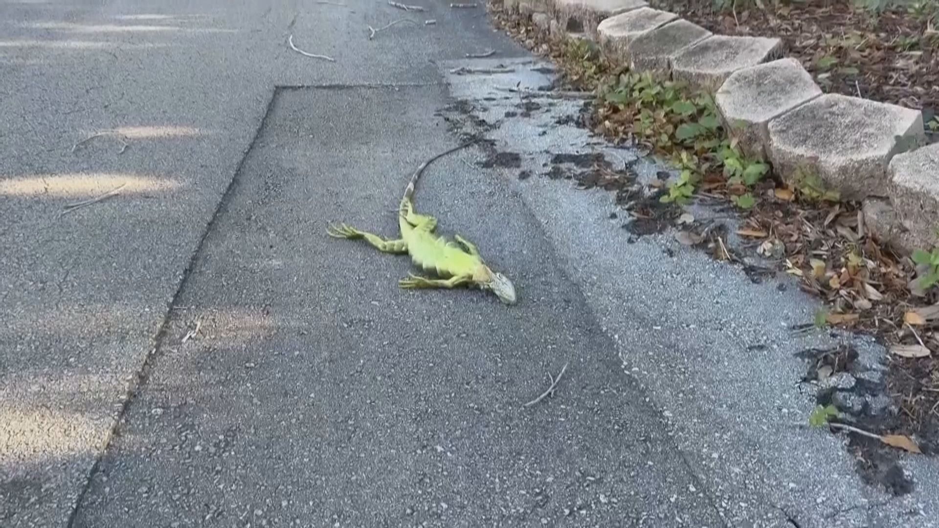 寒流襲美｜佛羅里達出現罕見低溫　蜥蜴凍僵從樹上墮下