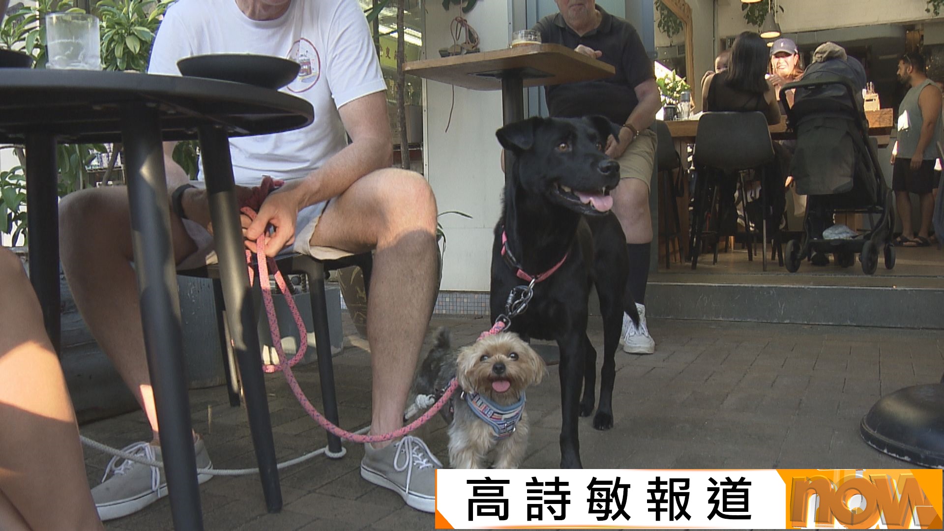 狗隻友善食肆｜政府料年中批出食肆牌容許狗隻進入　格鬥犬不得內進