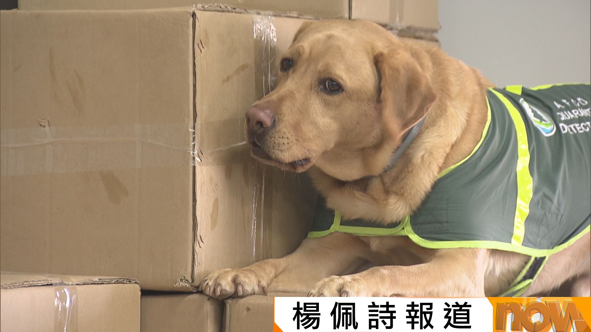 漁護署料農曆年攜蘭花等違禁品入境個案升　偵緝犬將加強搜查