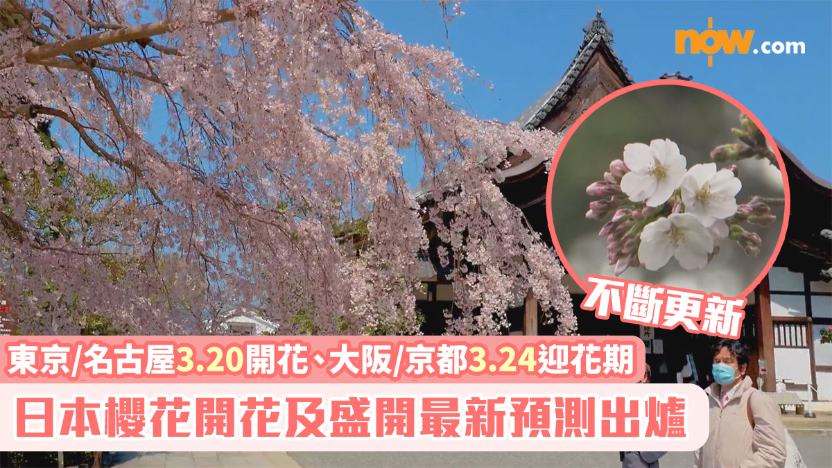 日本櫻花2026｜櫻花開花及盛開最新預測出爐　東京/名古屋3.20開花、大阪/京都3.24迎花期　不斷更新