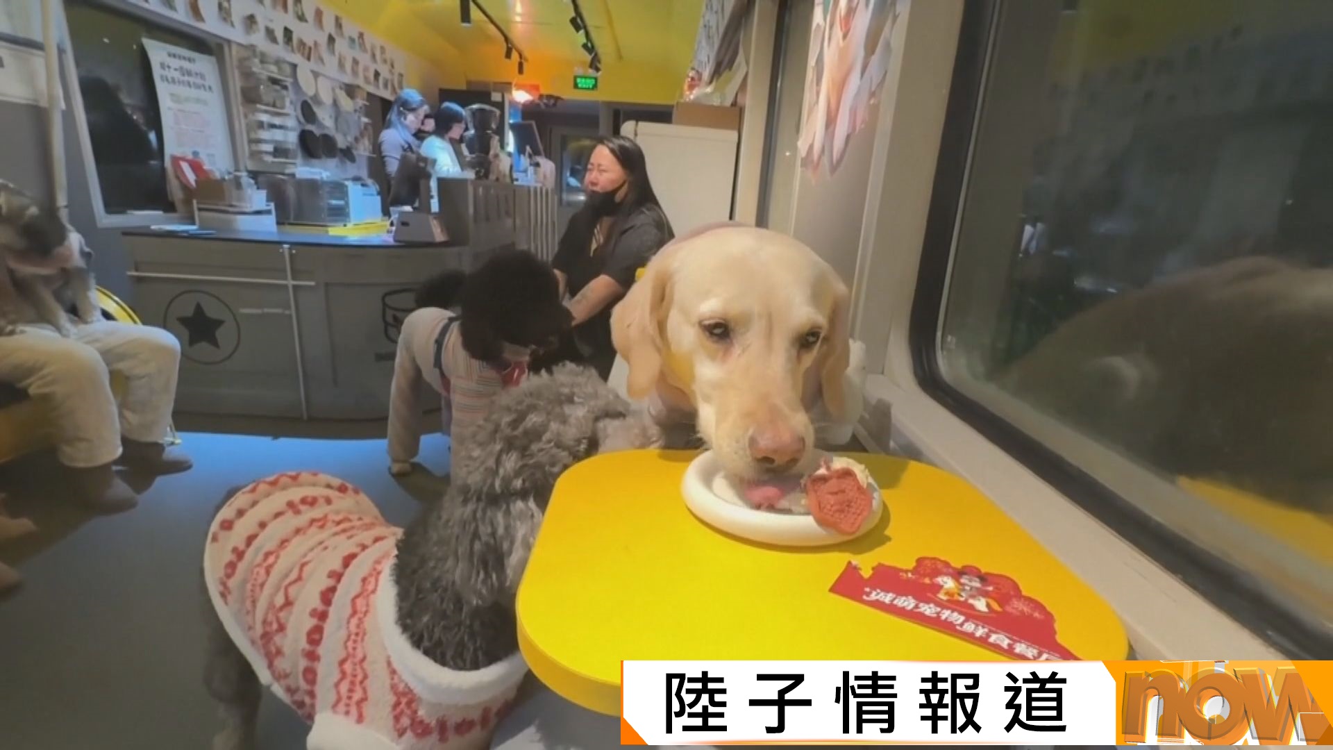 寵物過年｜內地推主題餐廳、食品為「主子」打點年夜飯　傳統藏裝也度身訂造