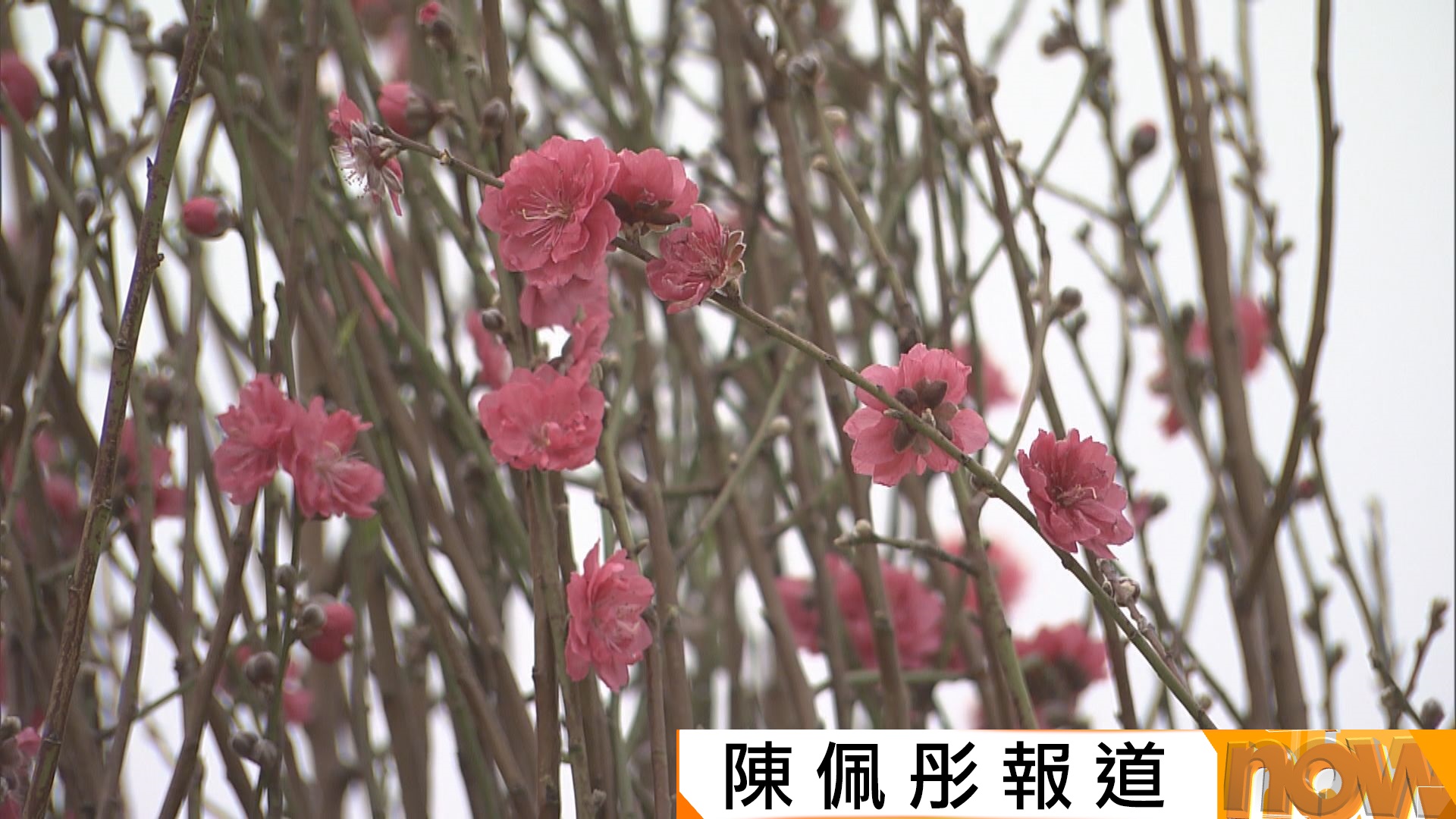 農曆新年｜花農：氣候適宜桃花今年最漂亮　冀用質素留住顧客