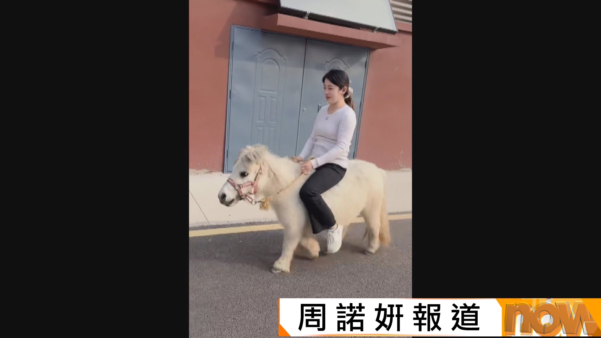 馬年｜不用一萬元就能做馬主？　「馬界哥基」迷你馬內地爆紅　專家警告隱性開支大勿跟風