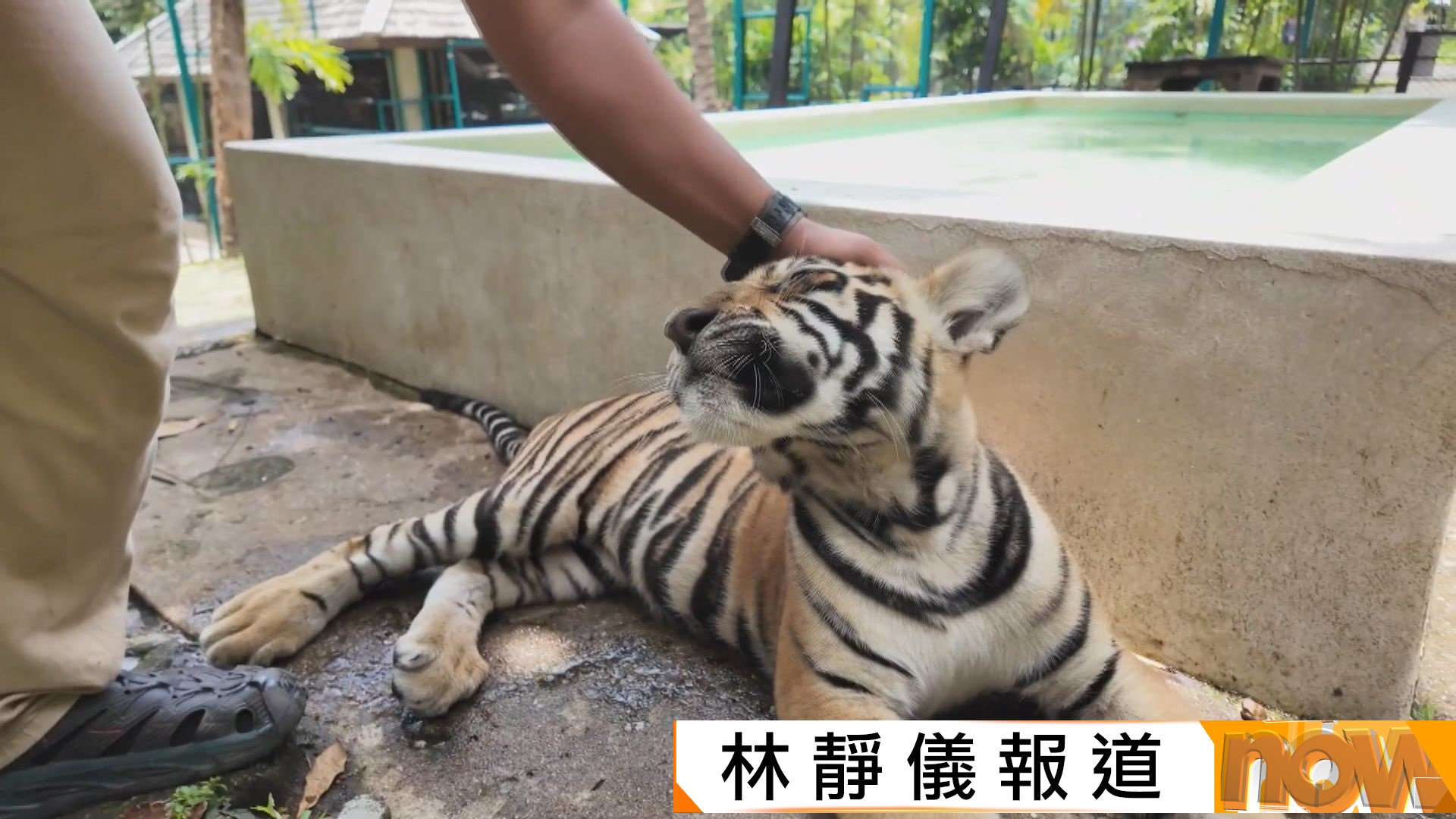 泰國清邁老虎園區爆發貓瘟　12天內72隻老虎死亡