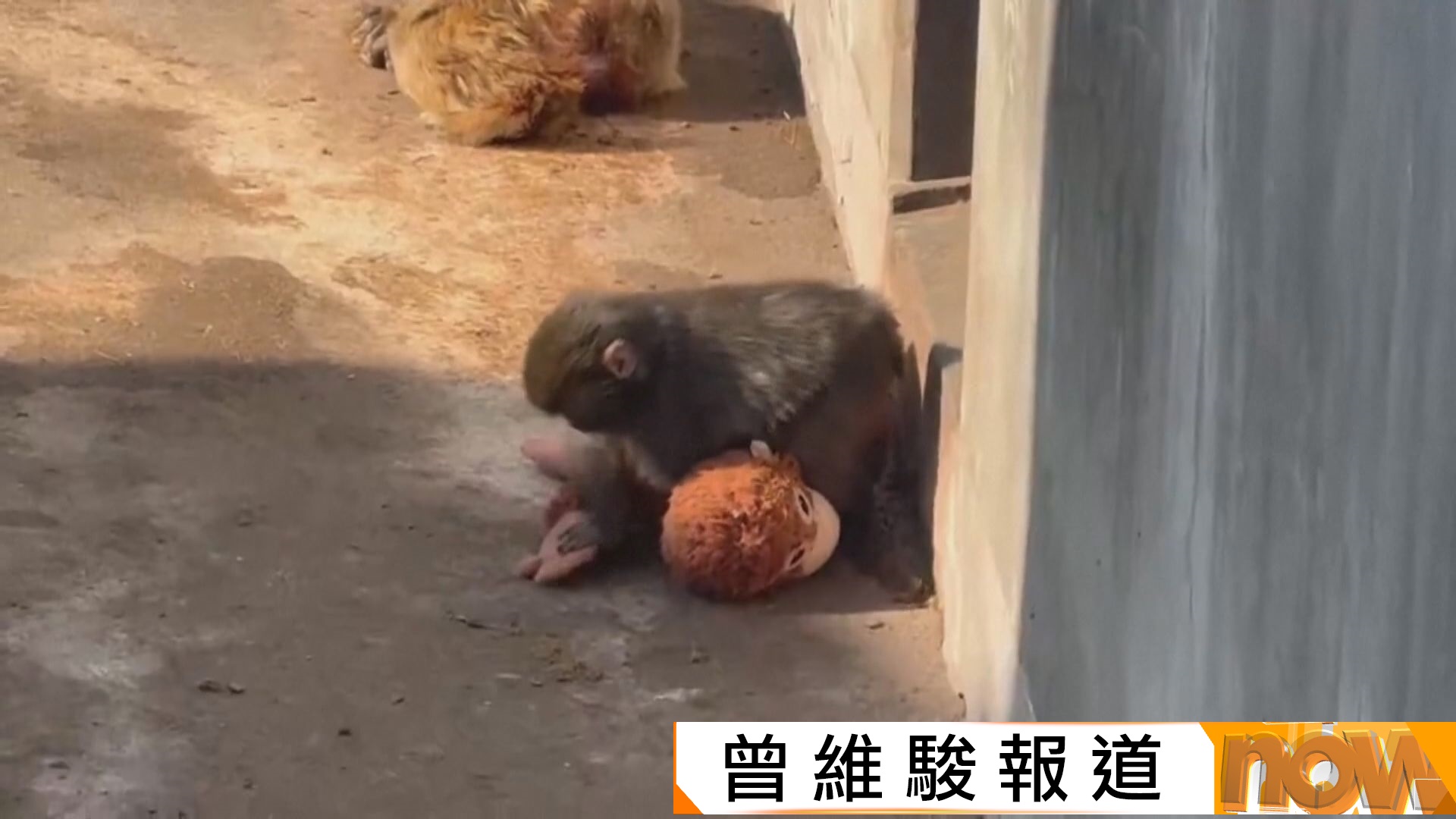 日本動物園獼猴玩偶作伴爆紅　動物權益組織籲勿以此作賣點