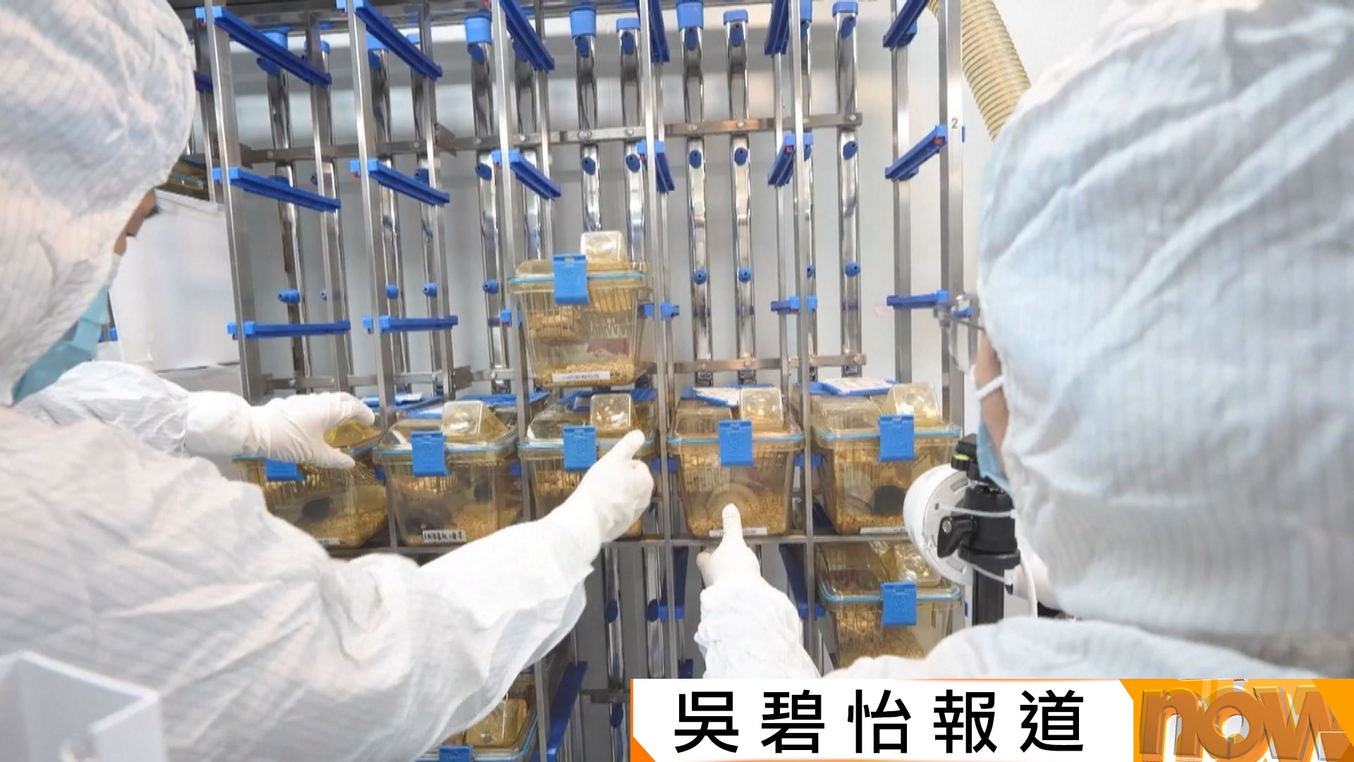 「太空老鼠」回地球三個多月已誕下三胎鼠寶寶　一些有趣輕微變化引起科學家注意