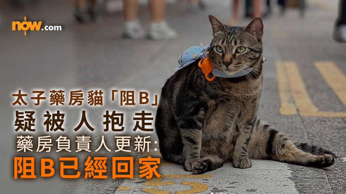 太子藥房貓明星「阻B」懷疑被人抱走　藥房負責人更新：阻B已經回家