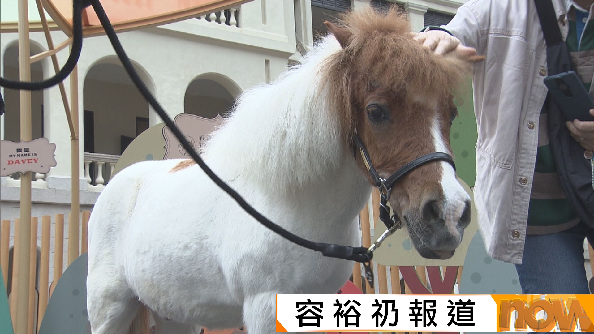 大館迎來6隻雪特蘭小馬　與參觀者近距離接觸