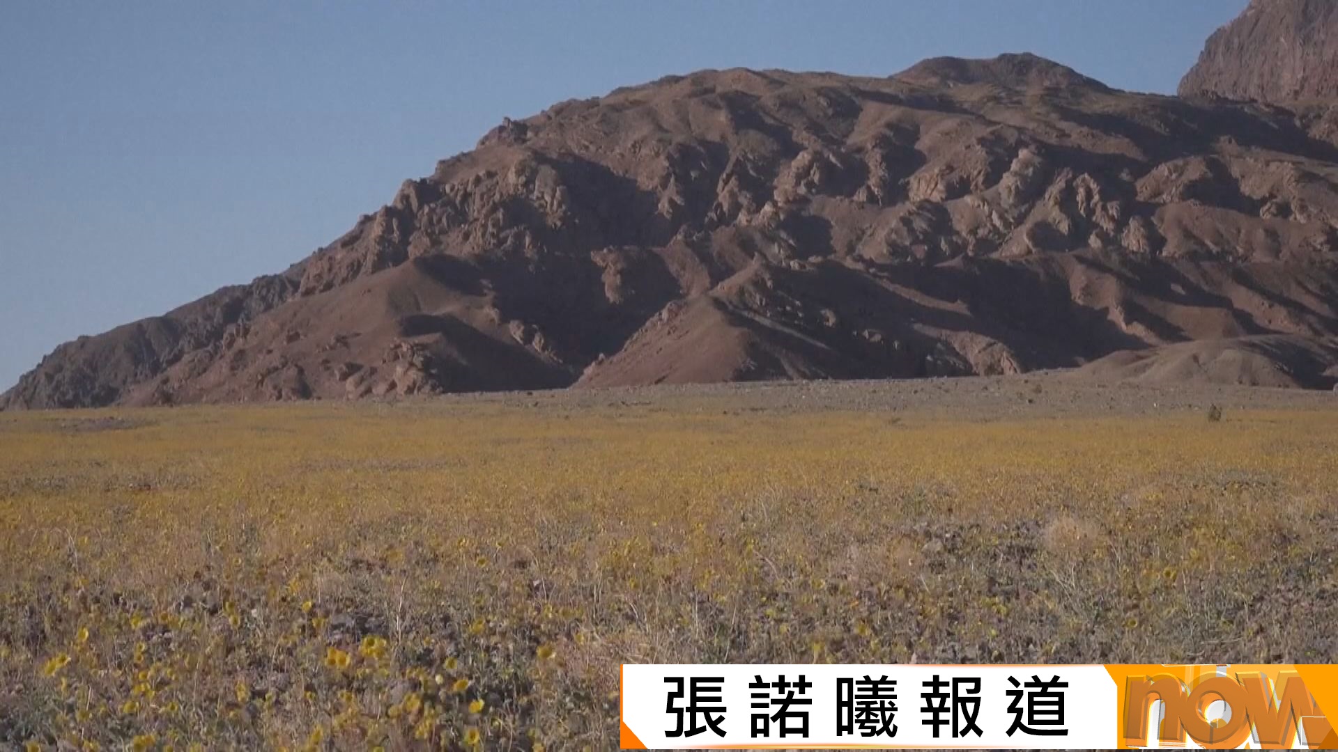 美國死亡谷罕現10年一遇「超級花海」