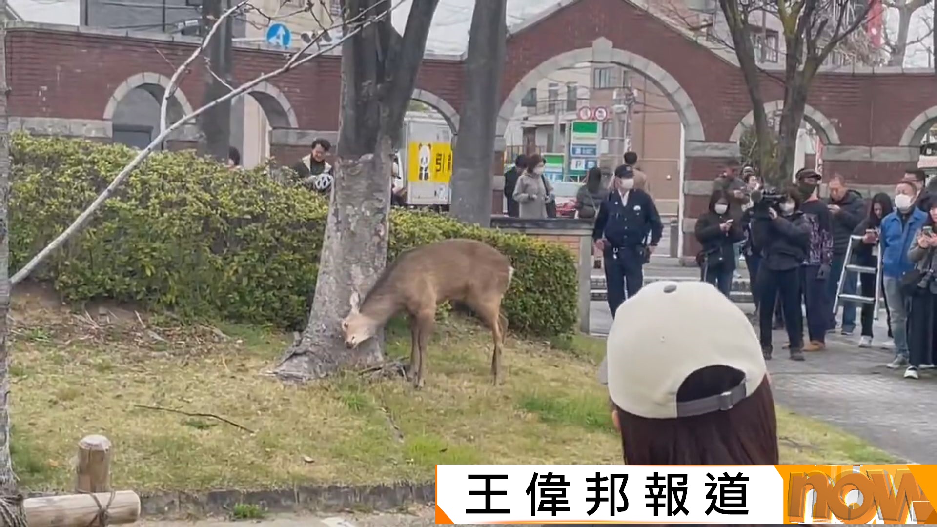 日本奈良公園幼鹿越20多公里現蹤大阪　市政府籲公眾勿接觸或餵食