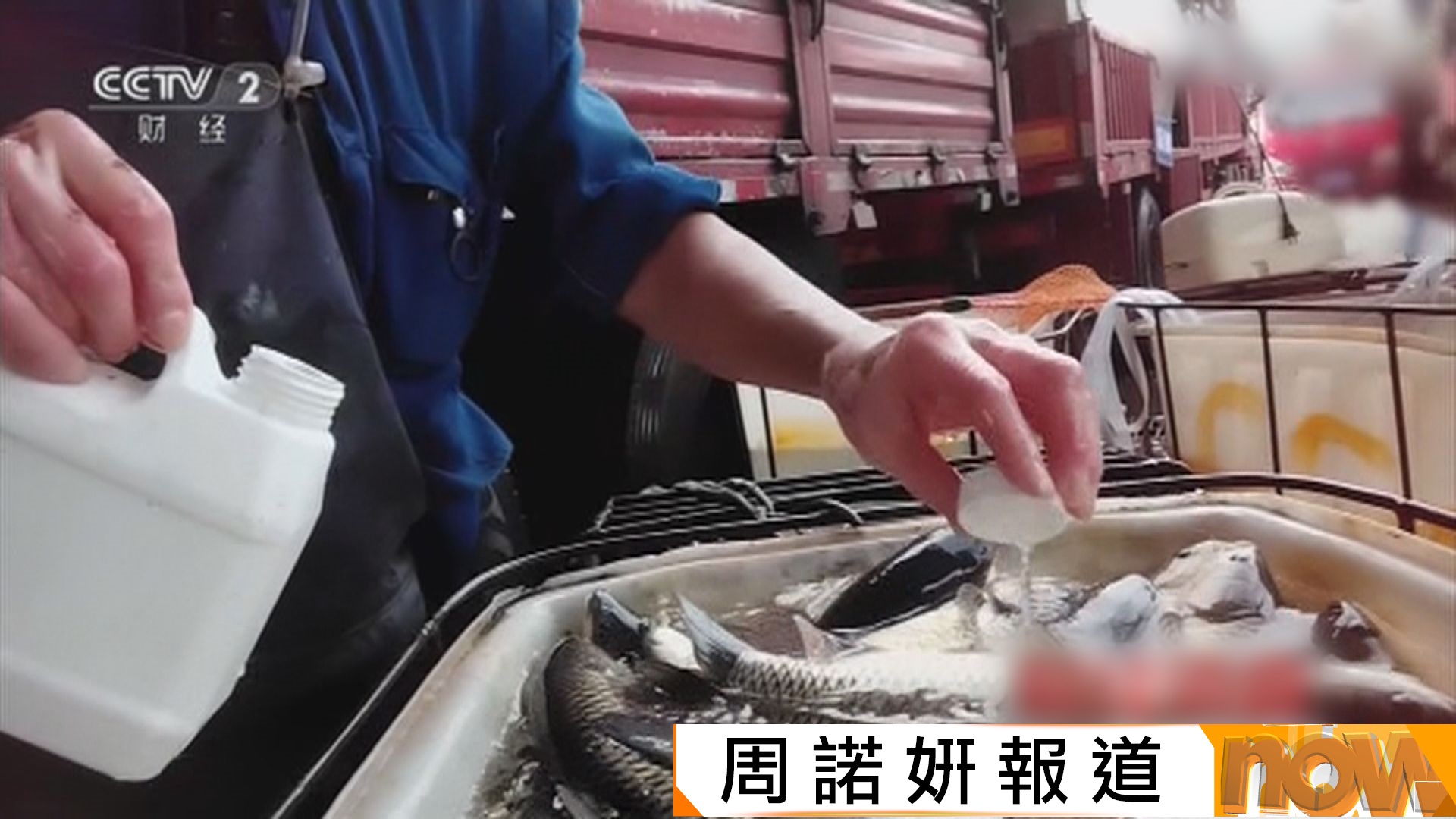 內地有魚販在活魚加入未獲批麻醉劑引食安疑慮