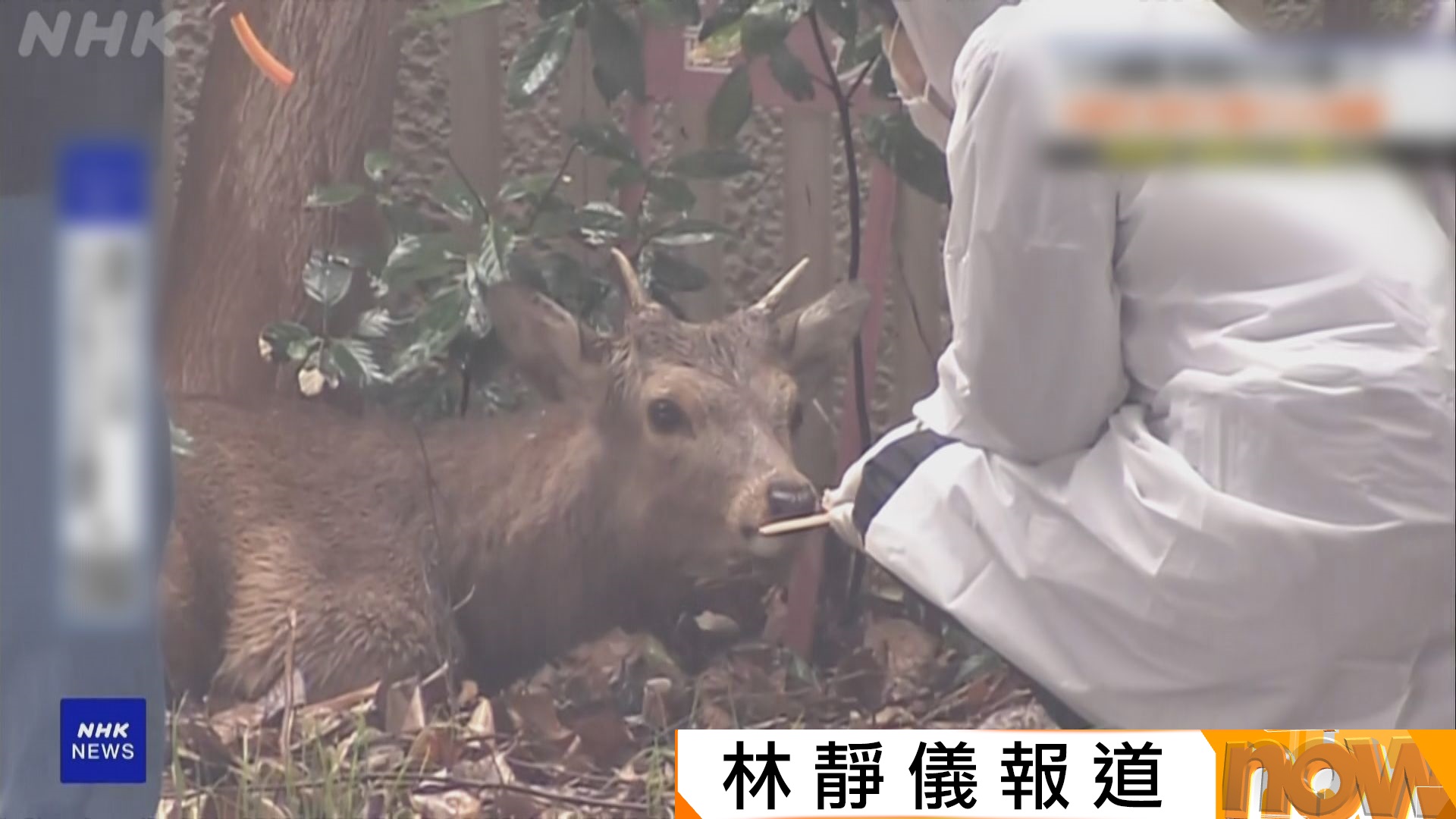 奈良鹿出走到大阪　國家紀念物變普通野生鹿　奈良知事拒絕接回