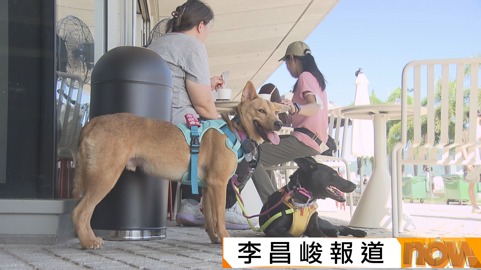 狗隻進入餐廳｜最快7月首批餐廳應市　環境局稱只要符合條件　容許狗咖啡廳