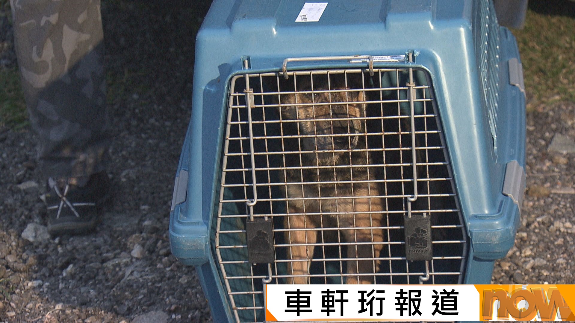 申訴專員指打擊虐畜欠成效　漁護署：被拒入屋個案屬少數