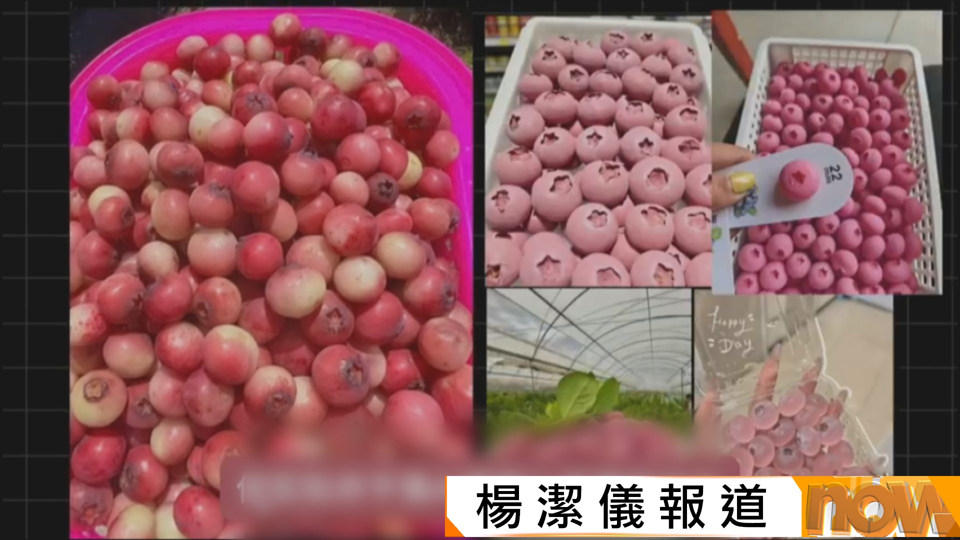 粉色藍莓內地爆紅　每公斤炒至800人民幣　專家：花青素高是謠言