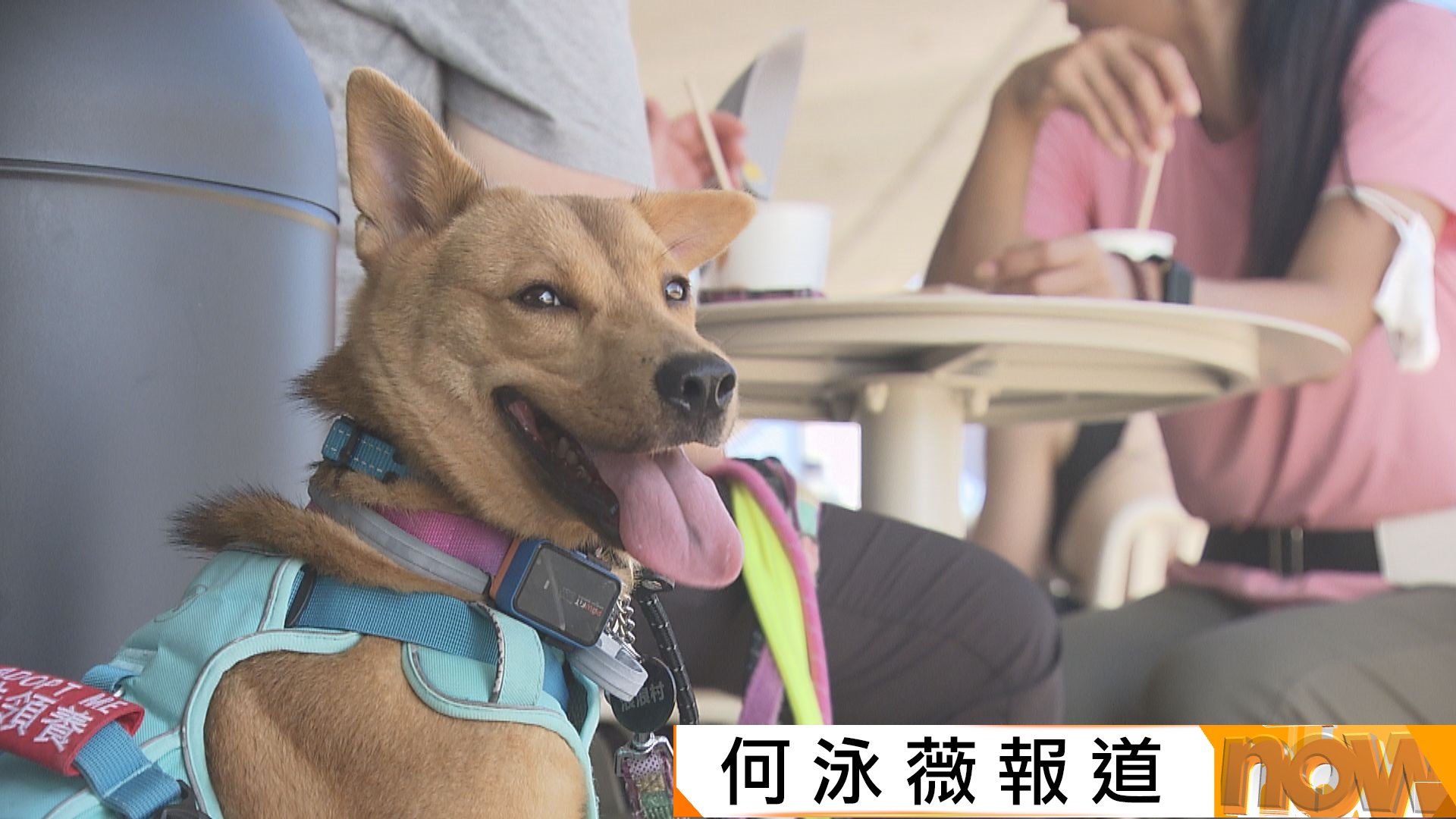狗入食肆牌照下周一起接受申請　食環署指若獲發牌任何時段均不能賣火鍋