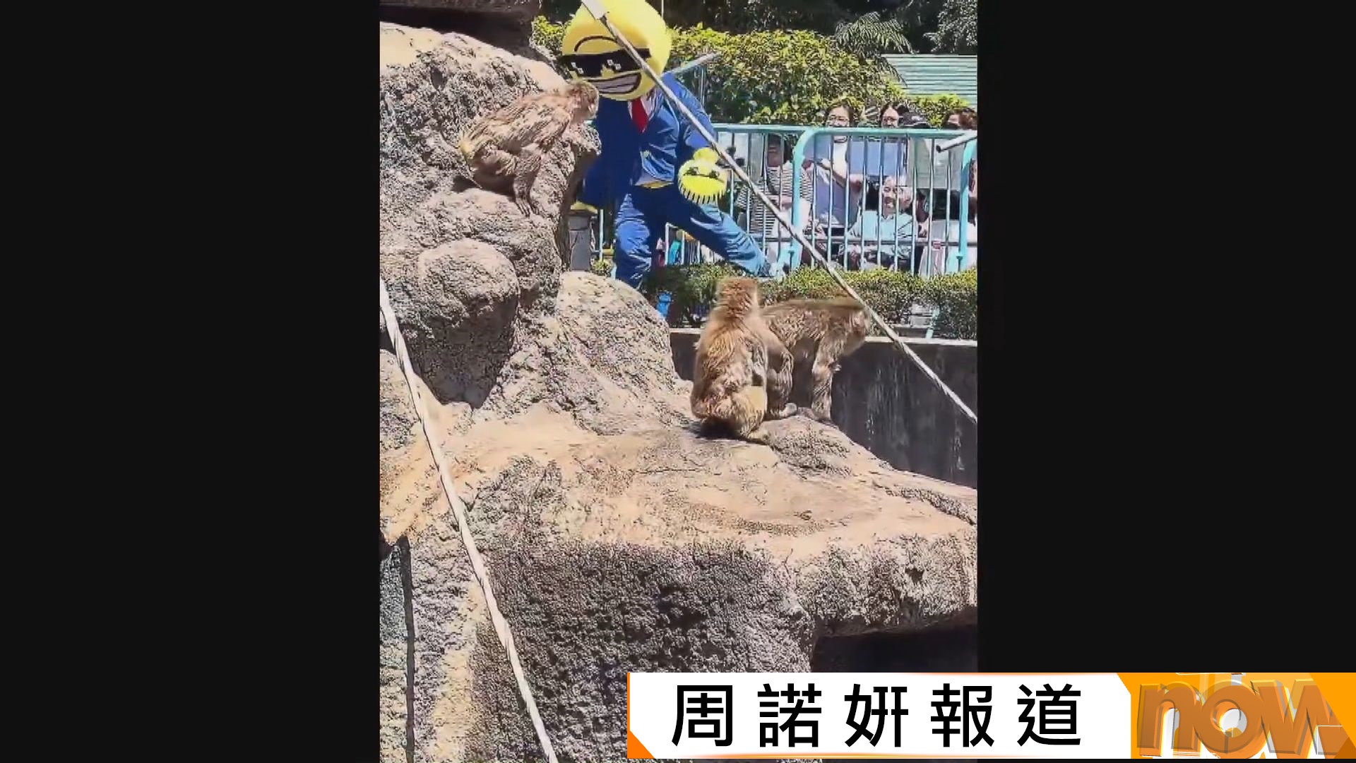 美國遊客硬闖日本獼猴Punch所在欄舍被捕