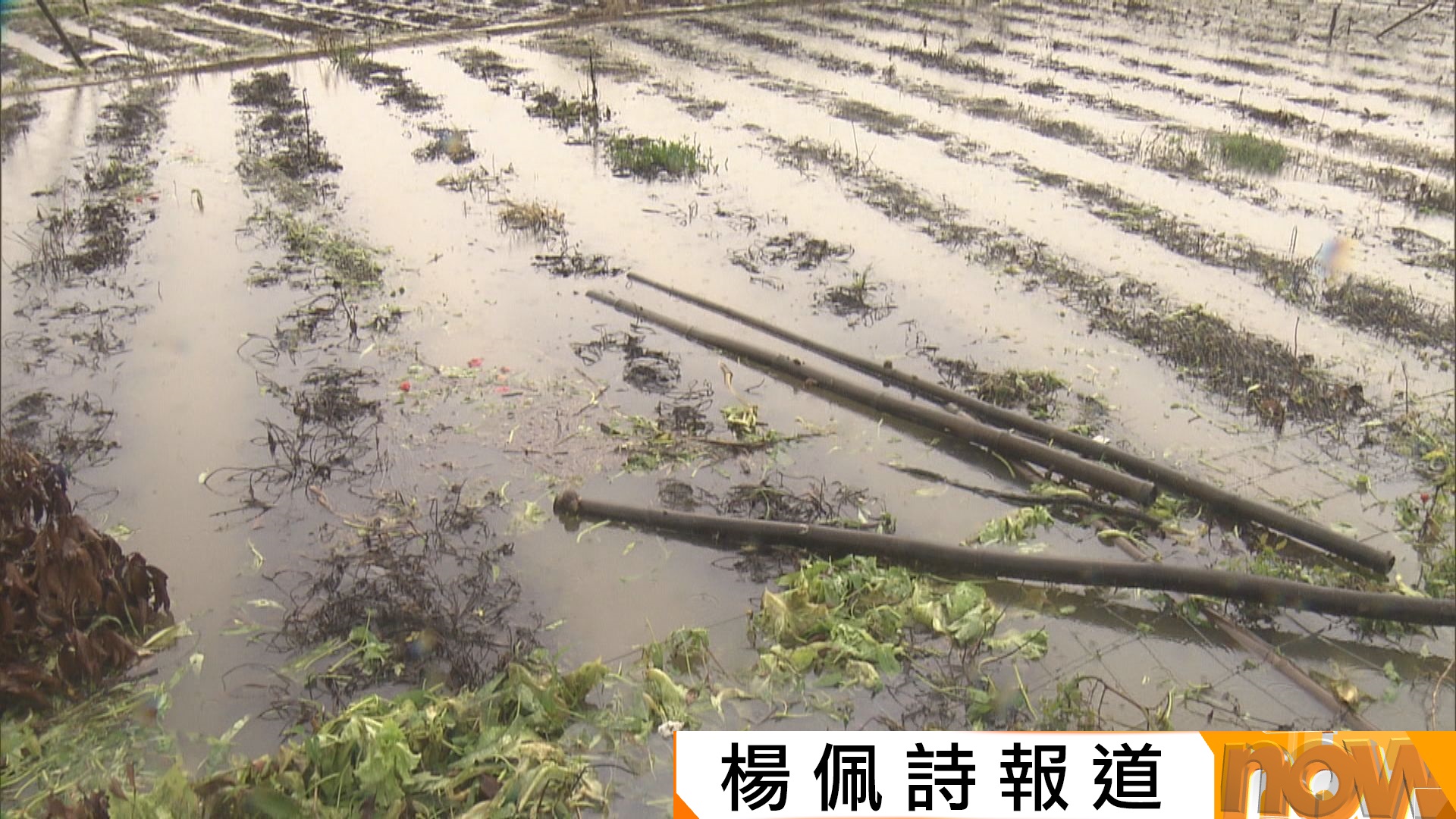 紅雨襲北區多處水浸　坪輋菜農嘆損失比山竹襲港更慘重