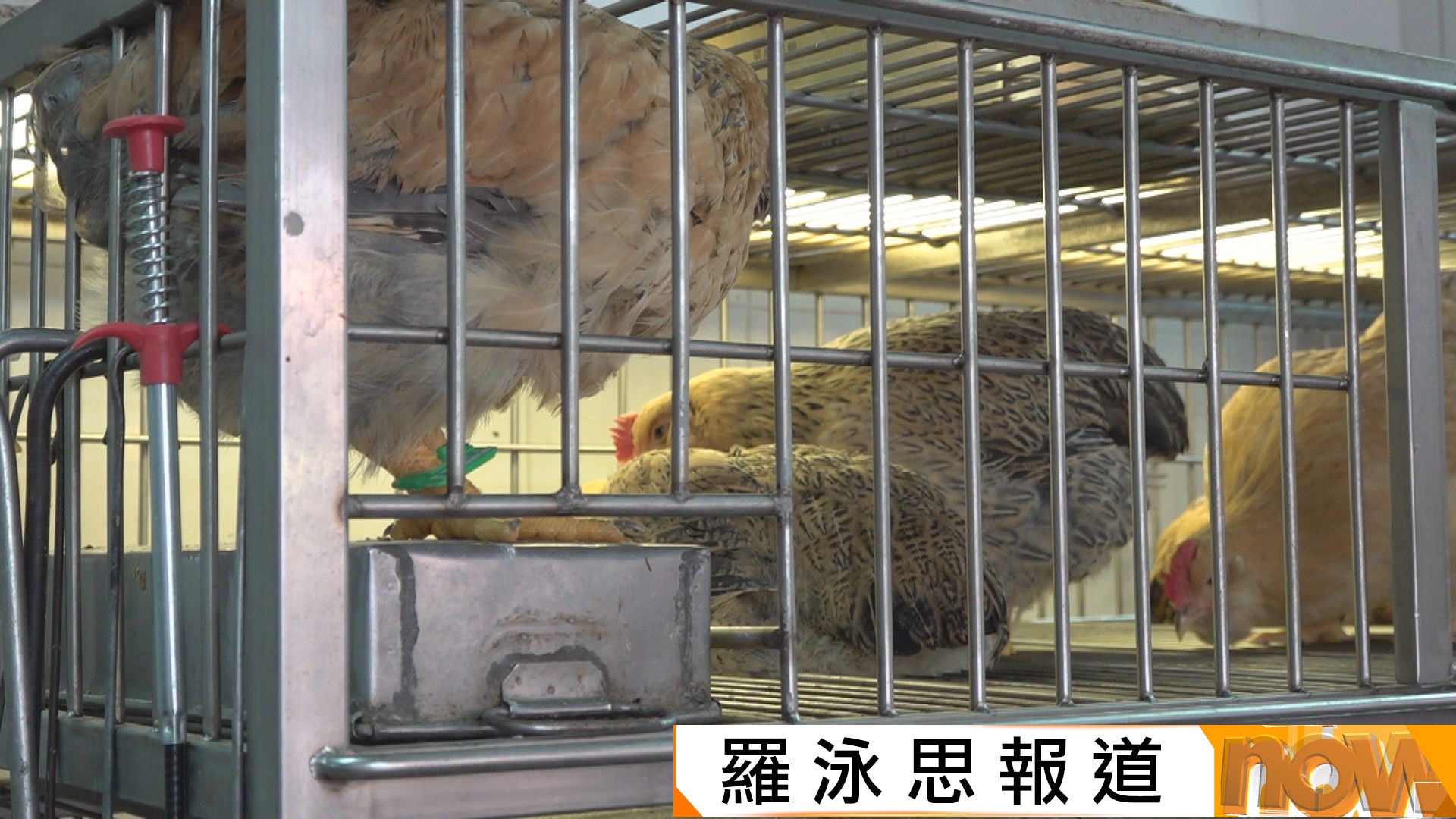 禾輋街市雞籠底部鐵盤所採集樣本　檢測證實帶有H9禽流感病毒