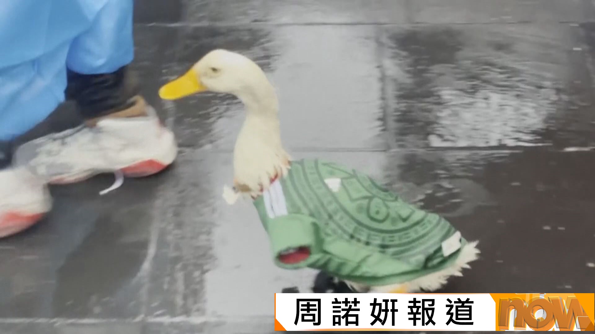 世界盃｜墨西哥鴨穿國家隊球衣穿梭街頭　網上走紅成當地吉祥物