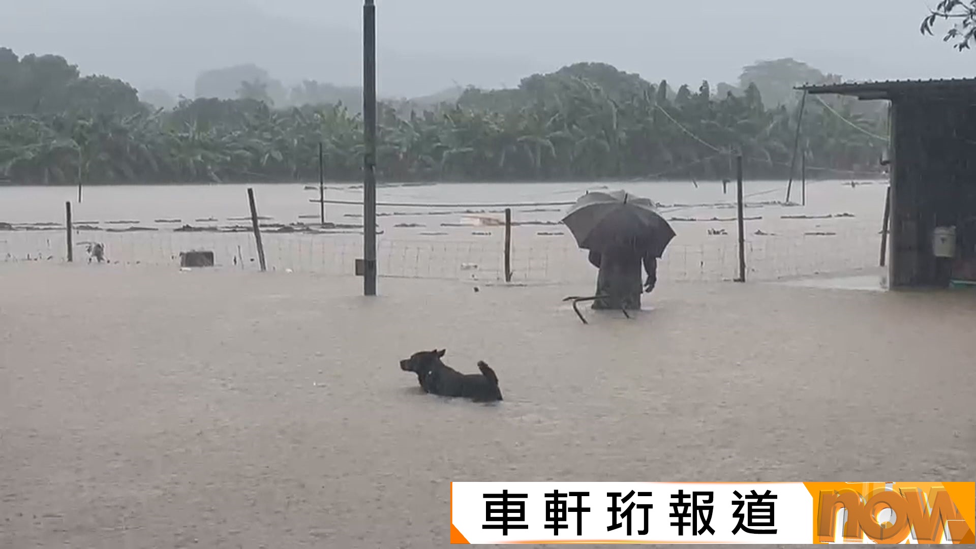 暴雨｜坪輋大埔田村水浸及膝　消防處接獲逾50宗水浸報告