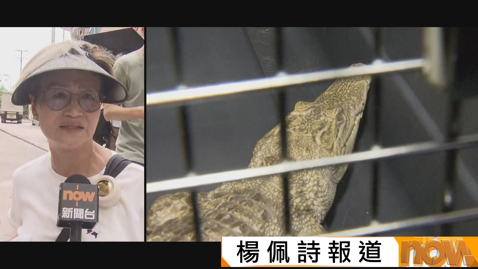 深水埗驚現鱷魚　居民促警徹查