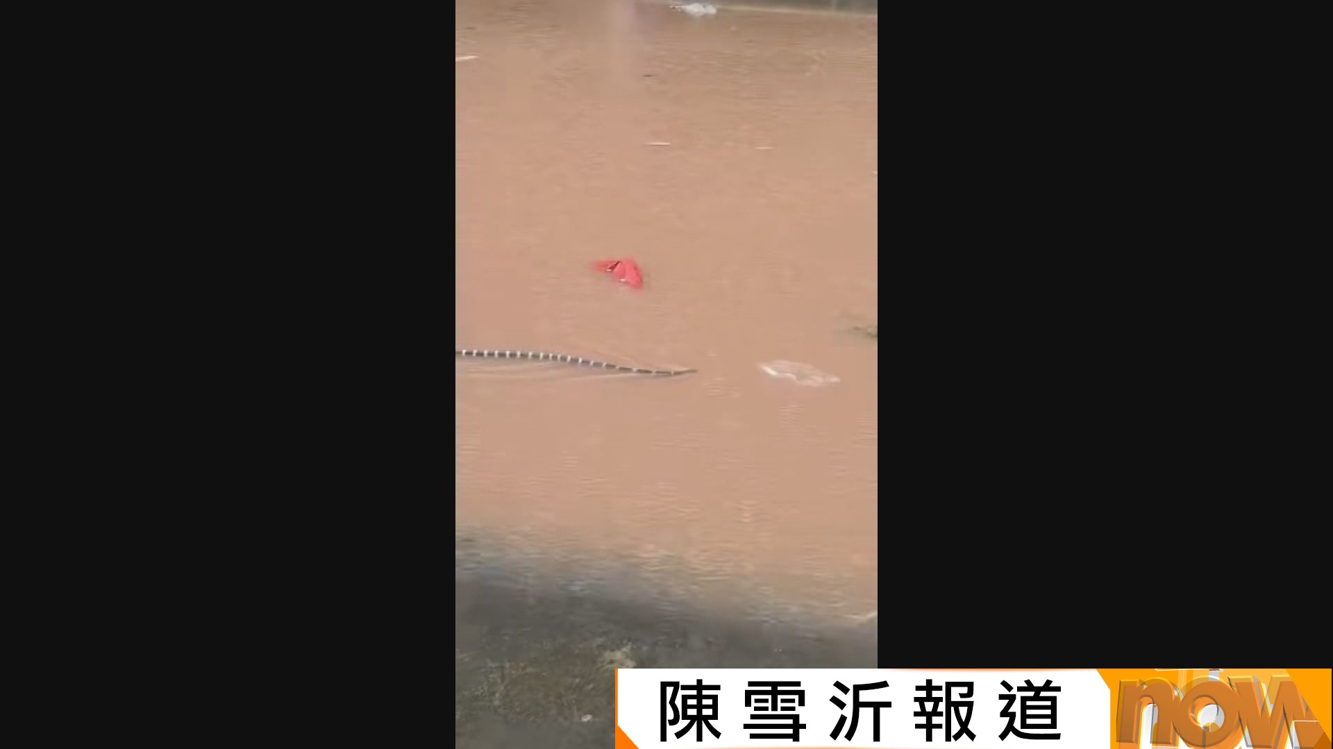 廣西南寧極端暴雨釀4死、逾9萬人受災　大量養殖蛇逃脫　據報有村民被咬傷