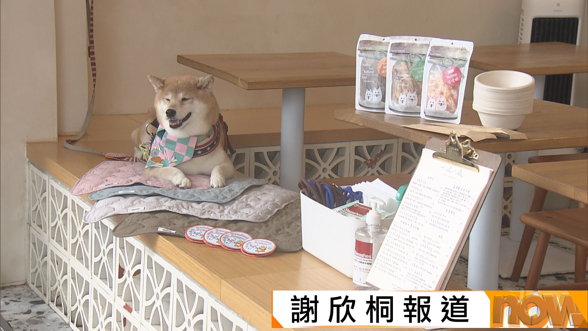 狗隻准入食肆｜咖啡店預備小禮物給狗狗　酒吧預期生意增