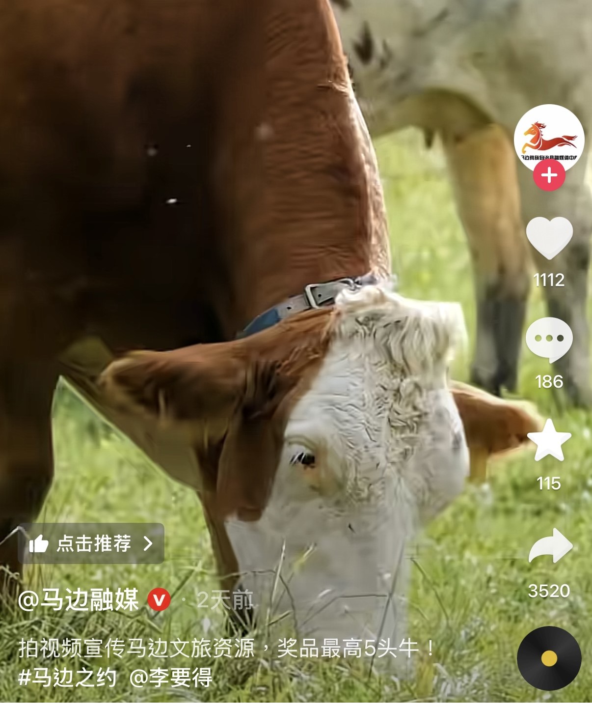 (有片) 拍片獎豬牛｜四川馬邊徵集文旅視頻　點讚最高獎勵5頭牛　文旅局：展示優質農產品並具備話題