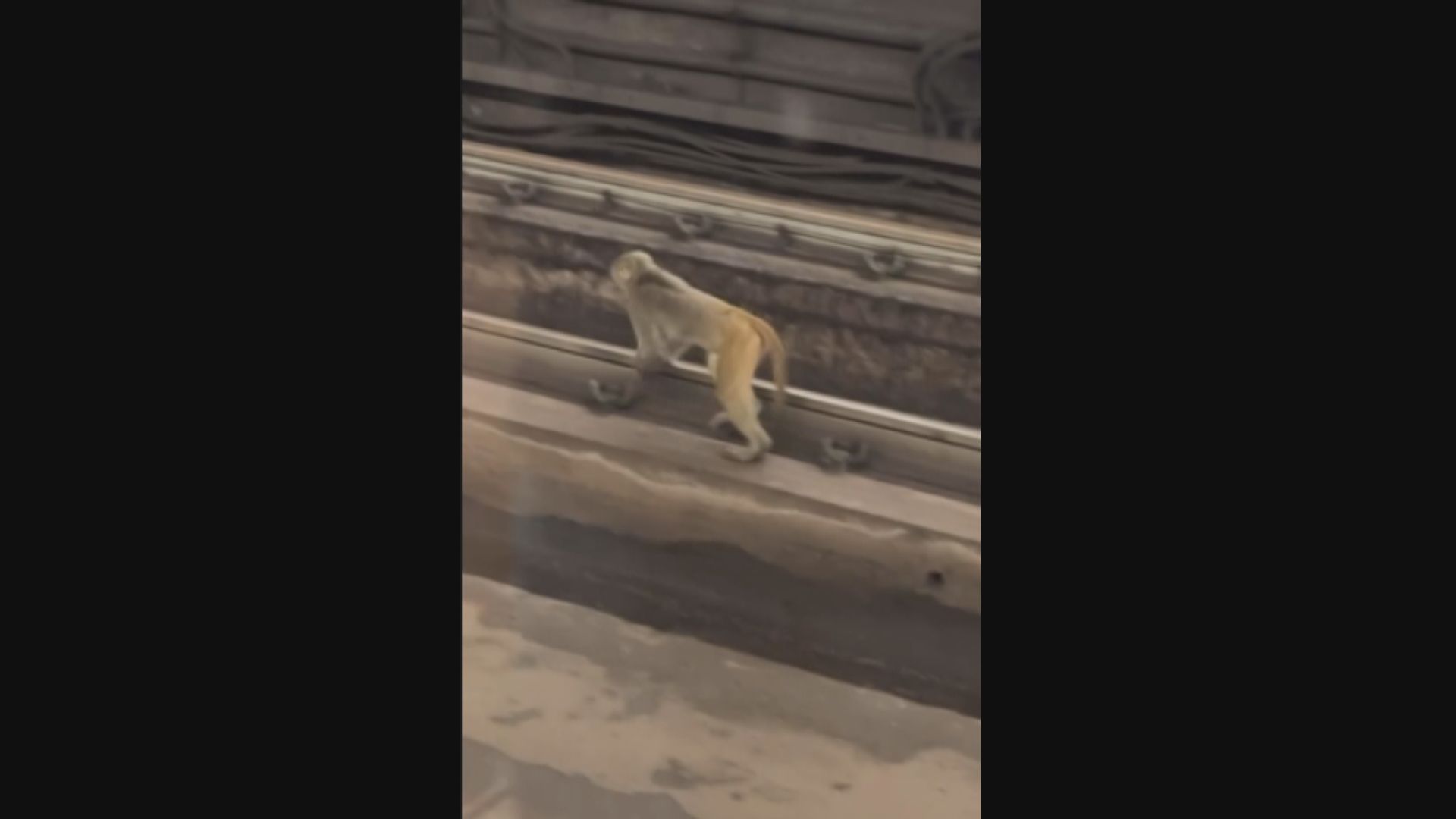 小猴闖港鐵荃灣站「危坐」路軌　漁護署人員帶走