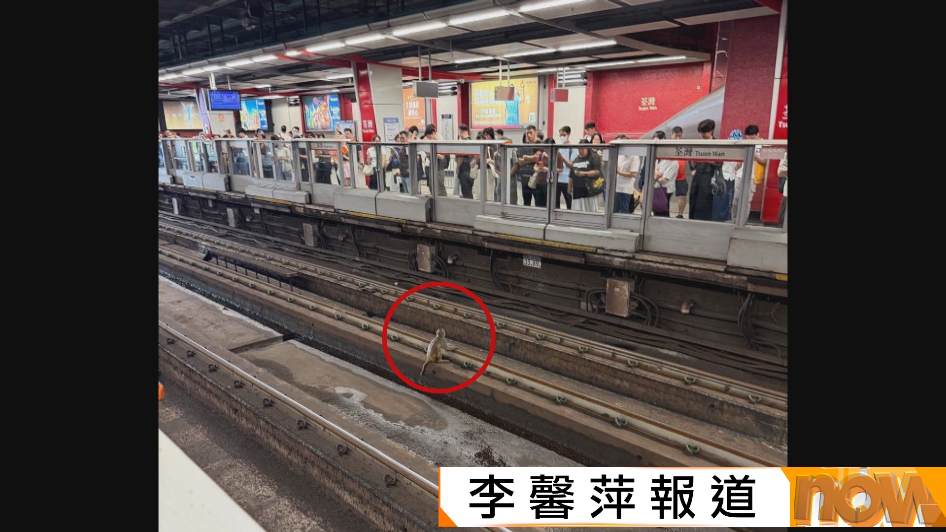 小猴闖港鐵荃灣站「危坐」路軌　漁護署人員帶走