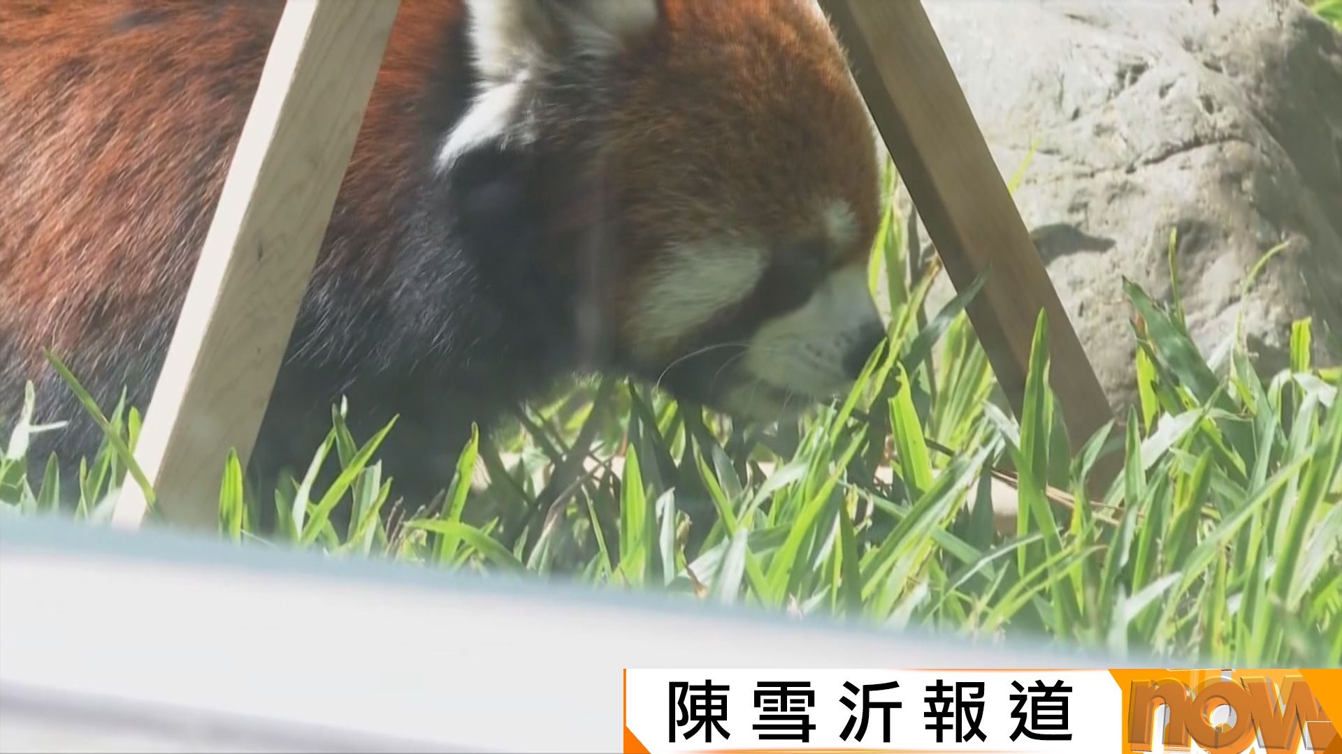 滬代表團被拒赴台出席小熊貓亮相儀式　國台辦：民進黨當局破壞兩岸關係