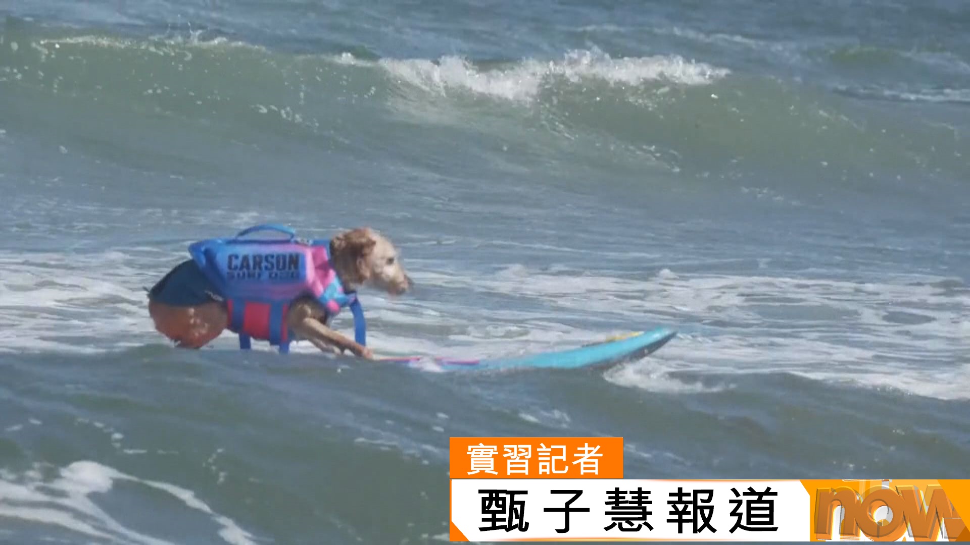 世界狗狗衝浪錦標賽美國加州北部舉行