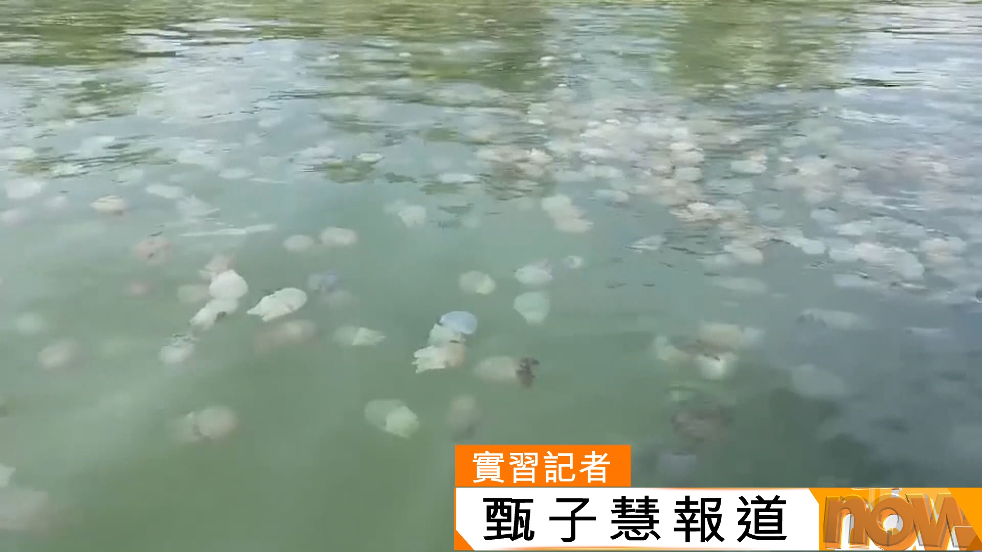 遊泰注意｜一名13歲青少年在泰國海灘被水母螫傷後中毒死亡