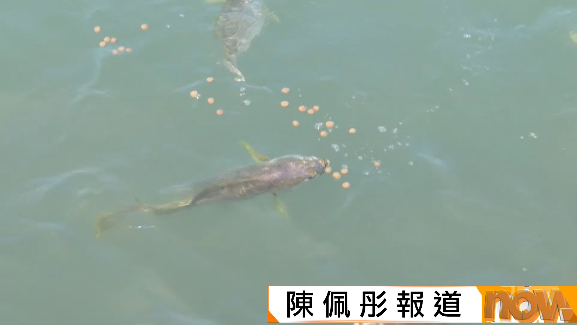 福建寧德大黃魚之都　人與自然和諧共生發展養殖產業