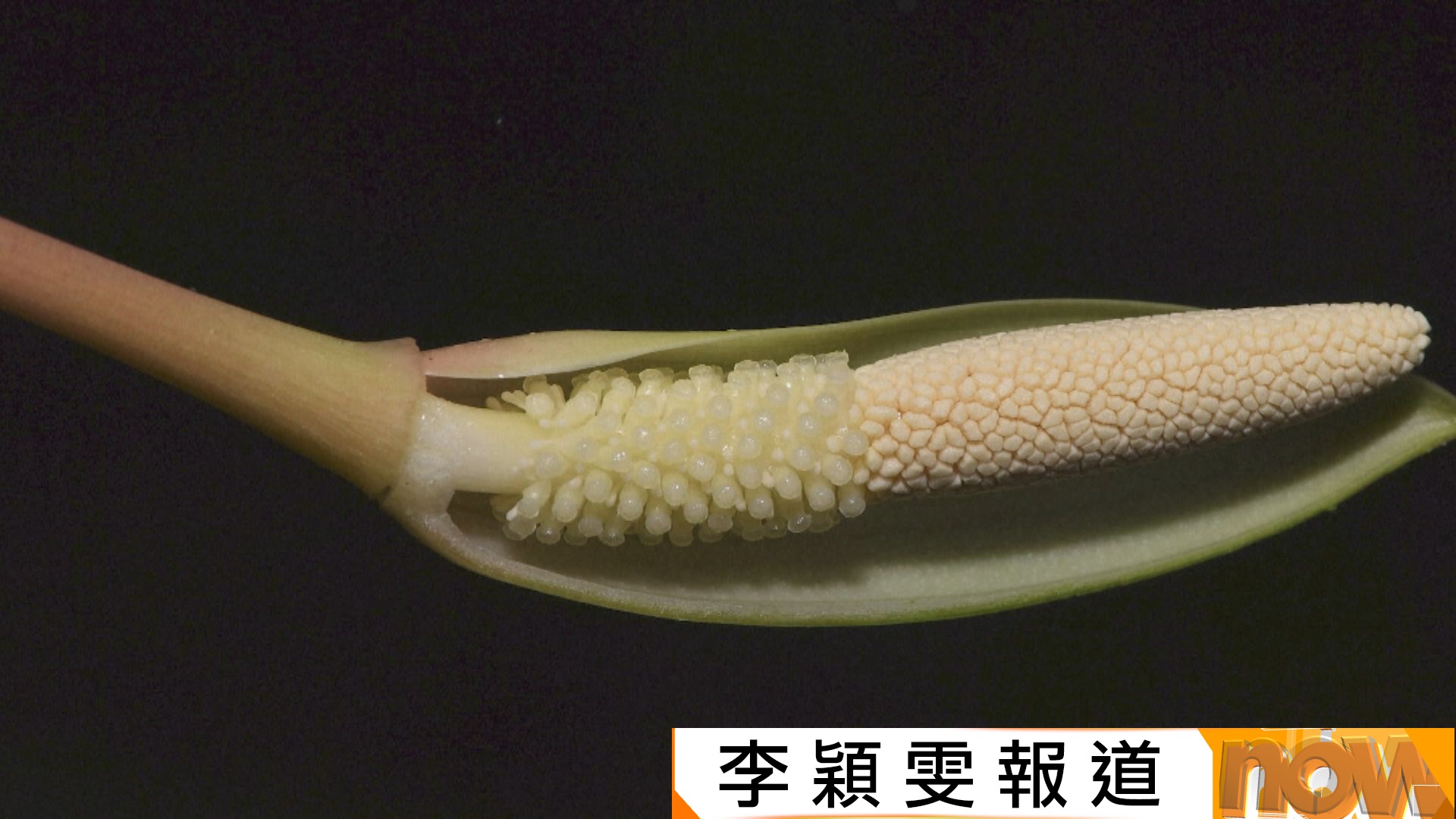 消失90年的瀕危植物「海南千年健」重現