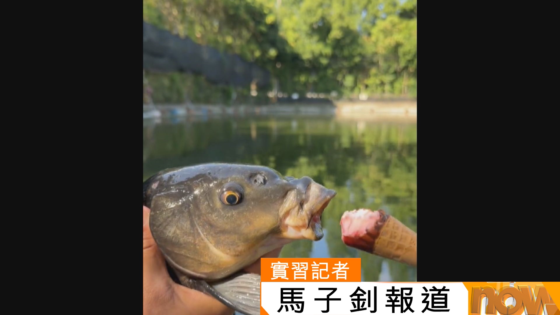 雪糕釣魚短片內地網上爆紅　專家指或造成魚類死亡