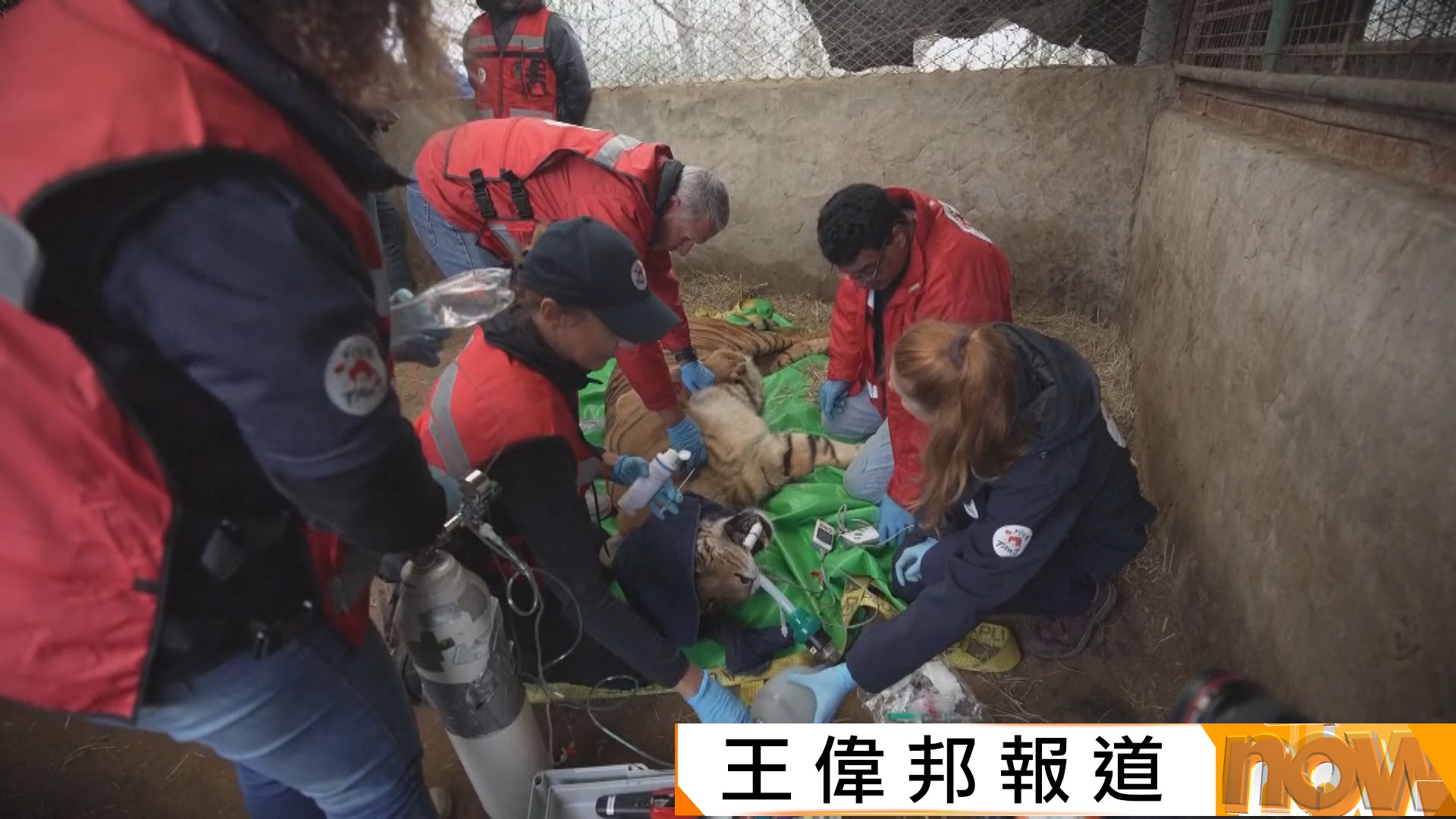 全球大型拯救行動｜阿根廷30隻獅子老虎受困已結業動物園近6年　送往南非及美國保育區