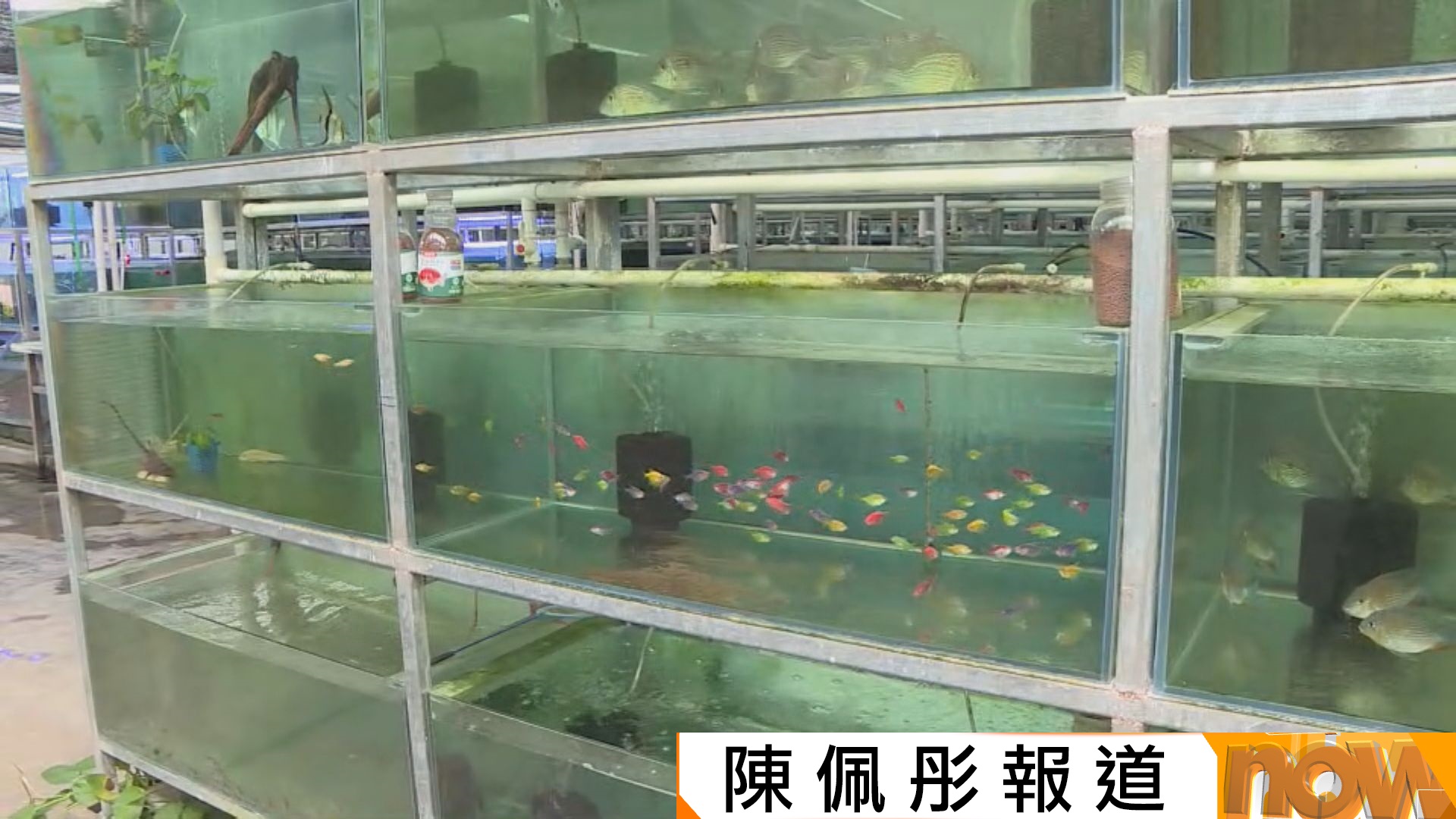 大灣區專線｜南沙建全國最大觀賞魚基地　期望經港轉運全球