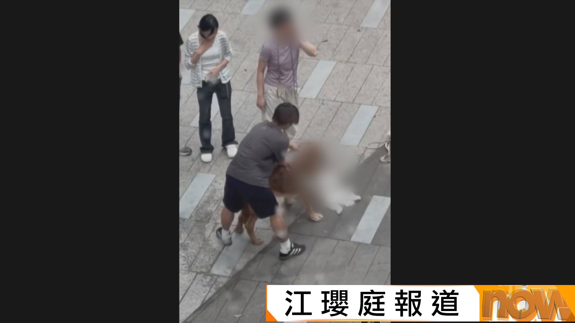 元朗大狗先後咬死兩狗　警方暫未找到其主人