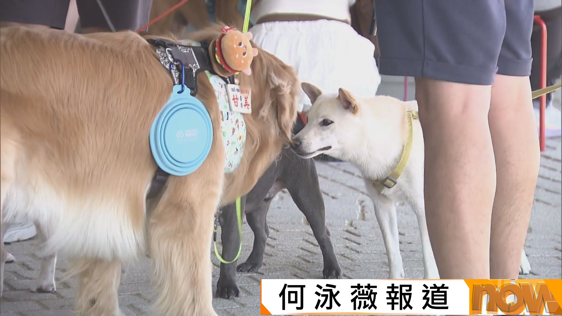 關注動物權益團體提醒狗主若遇狗隻打鬥　應盡量用狗繩拉走愛犬