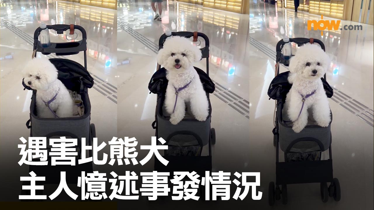 元朗YOHO大狗咬死兩犬　遇害比熊犬主人網上痛悼愛犬　憶述事發時向大狗腳踢噴水仍無法阻止悲劇