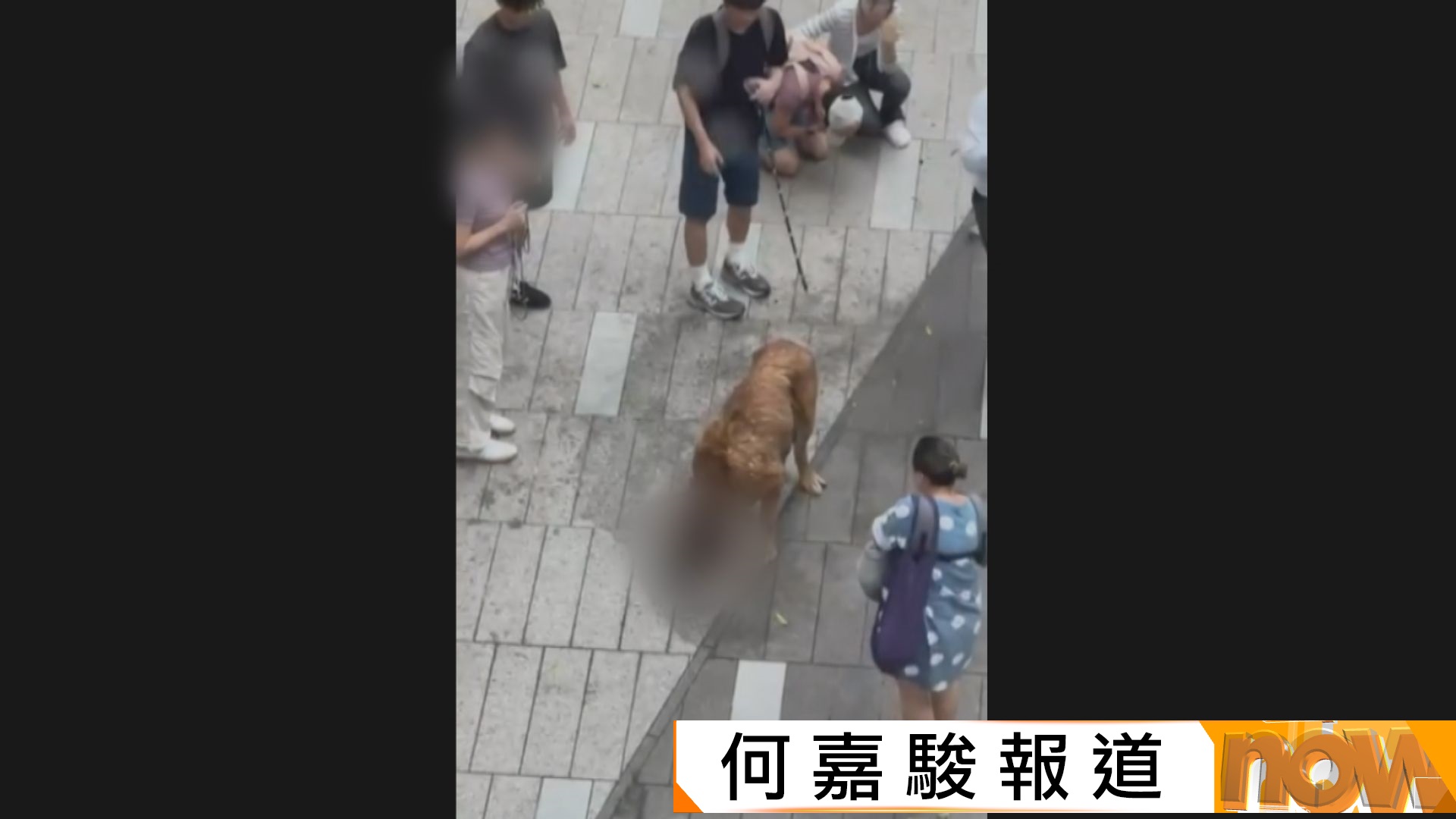 元朗大狗咬死兩狗　狗主至今未現身