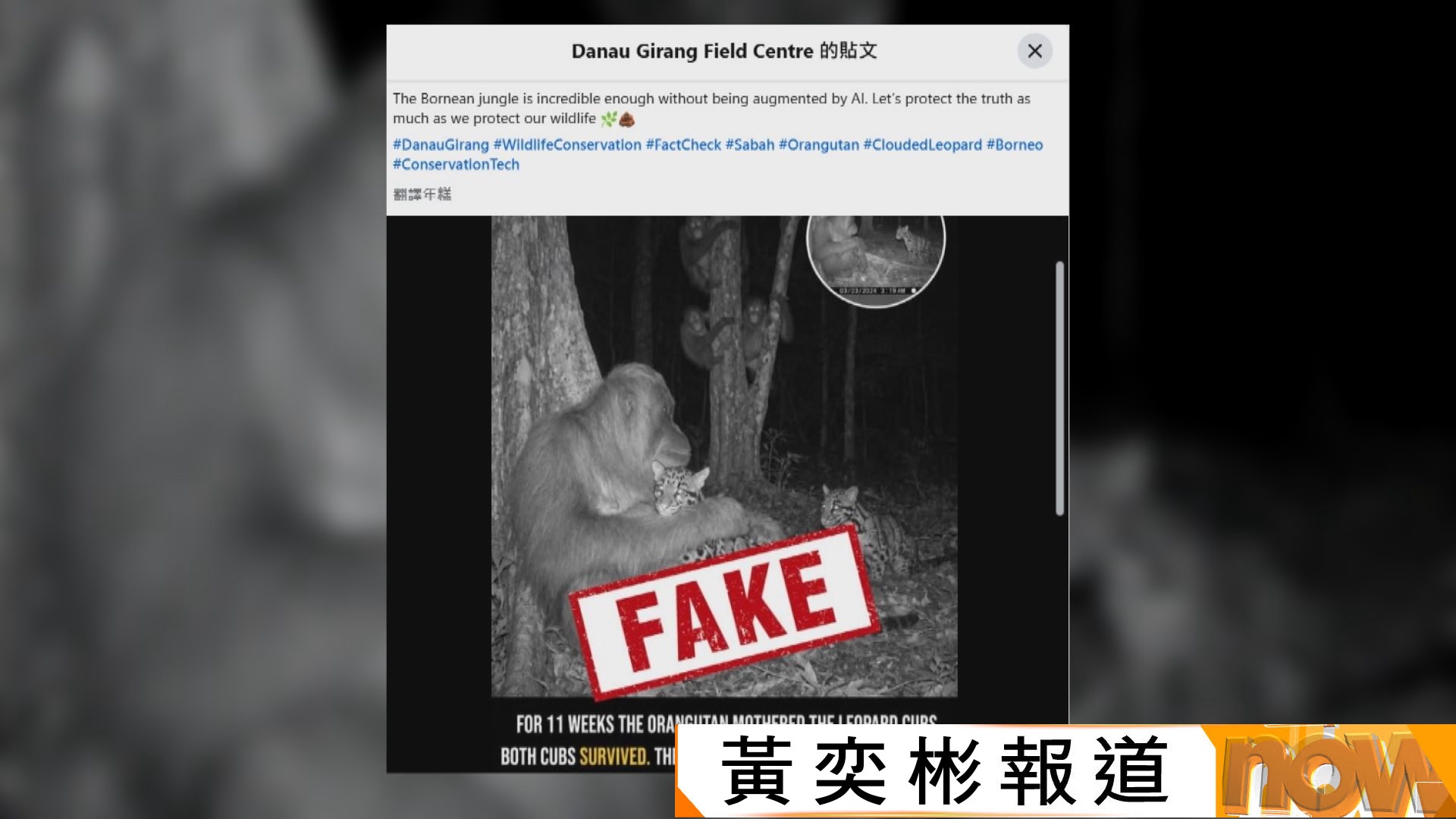 網絡充斥AI動物溫馨影像　專家恐令公眾低估互動危險性